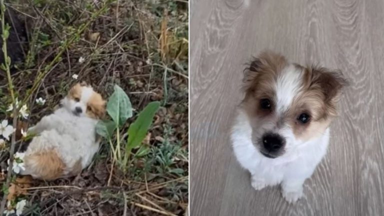 abandoned puppy