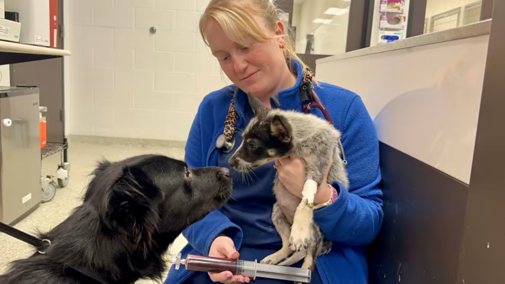 two dog sniffing each other while woman is holding the smaller dog