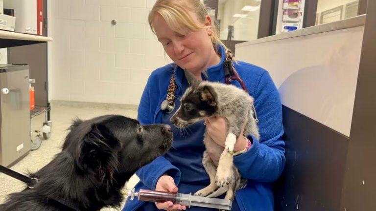 two dog sniffing each other while woman is holding the smaller dog