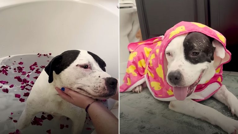 pitbull on a spa day