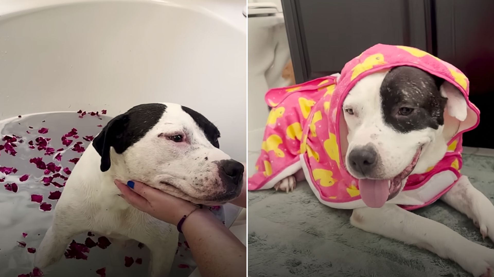 pitbull on a spa day