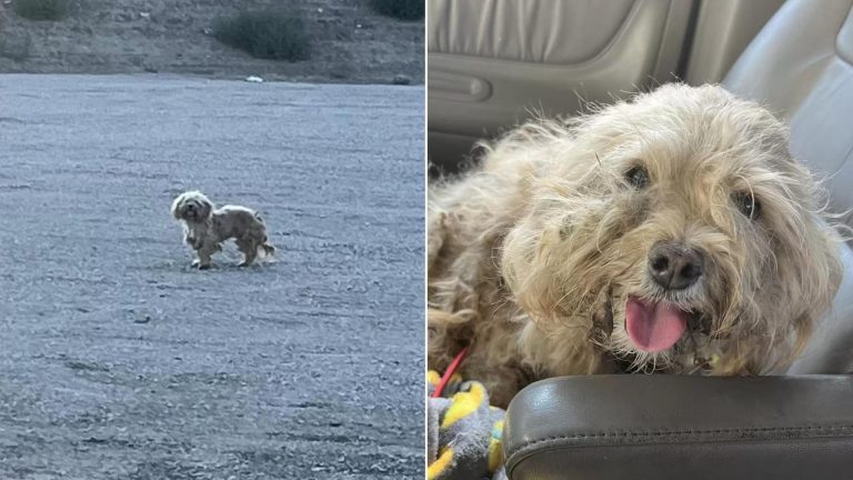 cute dog with big fur