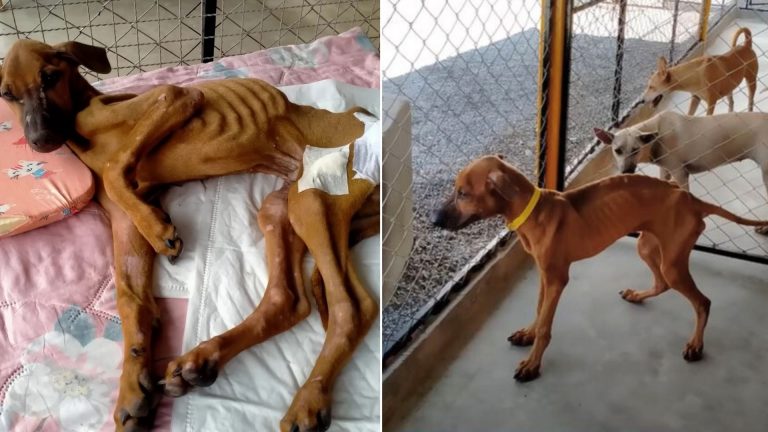 a sad dog who survived months in the rain