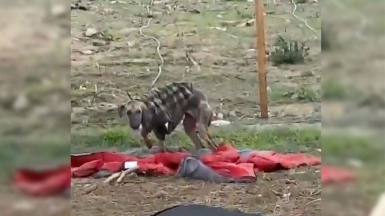 abandoned dog wearing an old jacket