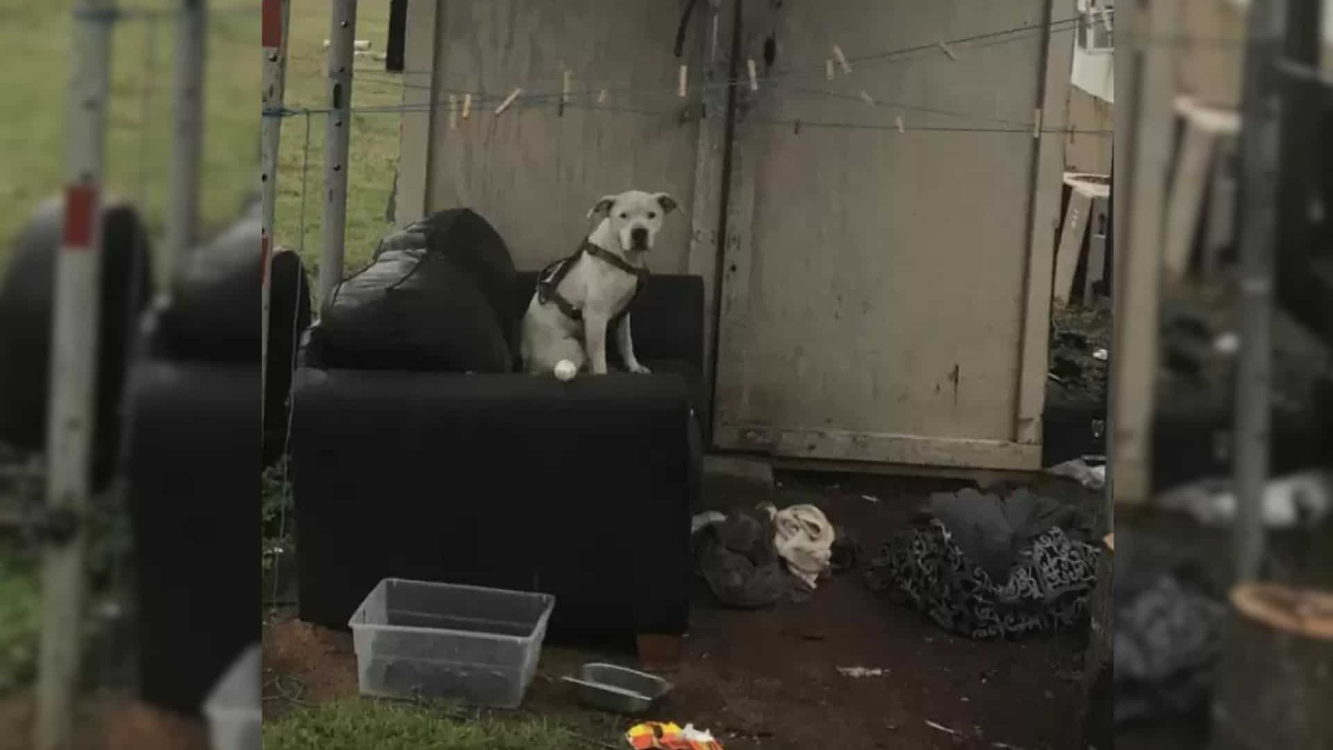 Loyal Pup Refused To Move After Being Dumped By Family Thinking That They Would Come Back