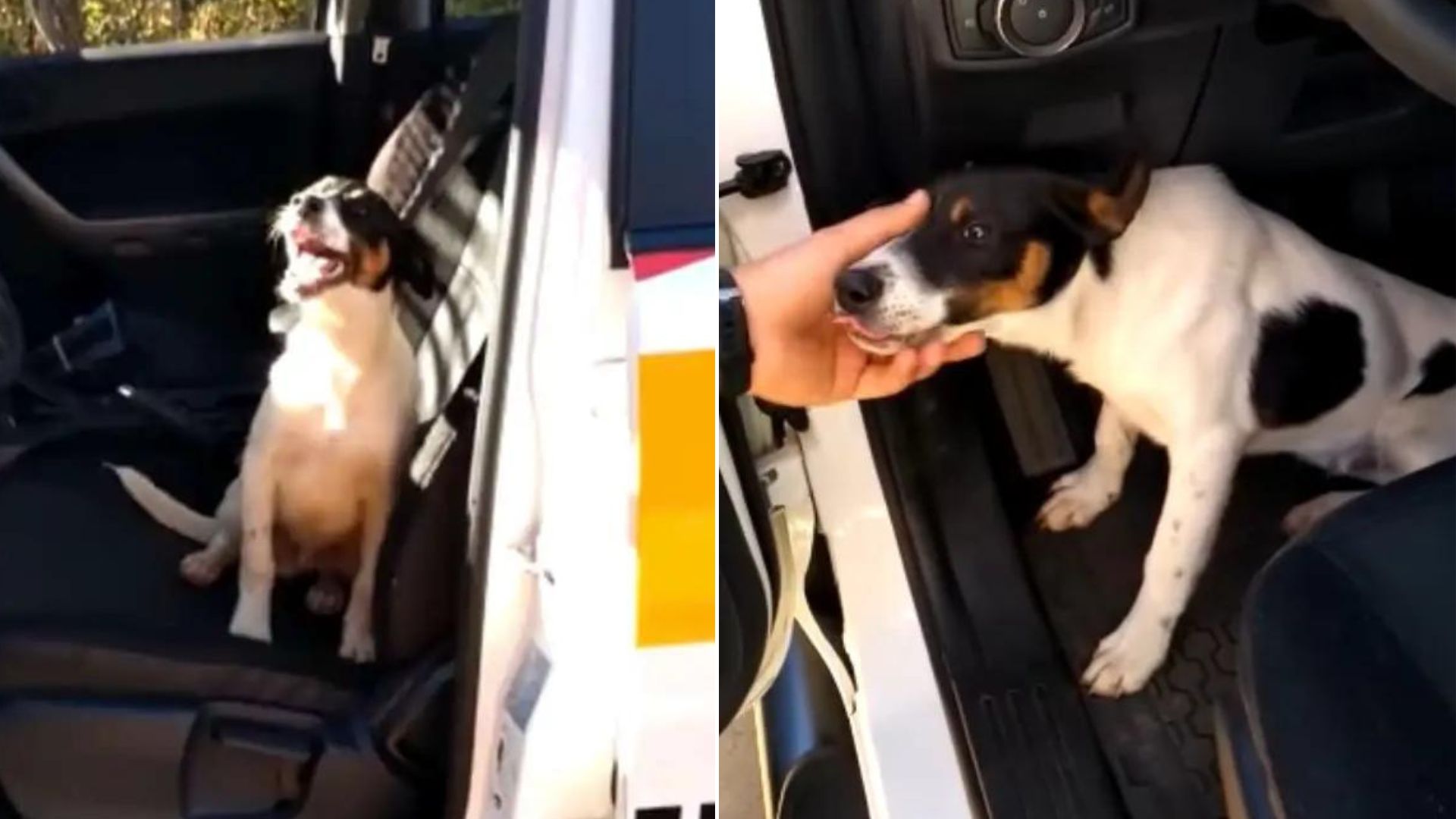 dog in the police car