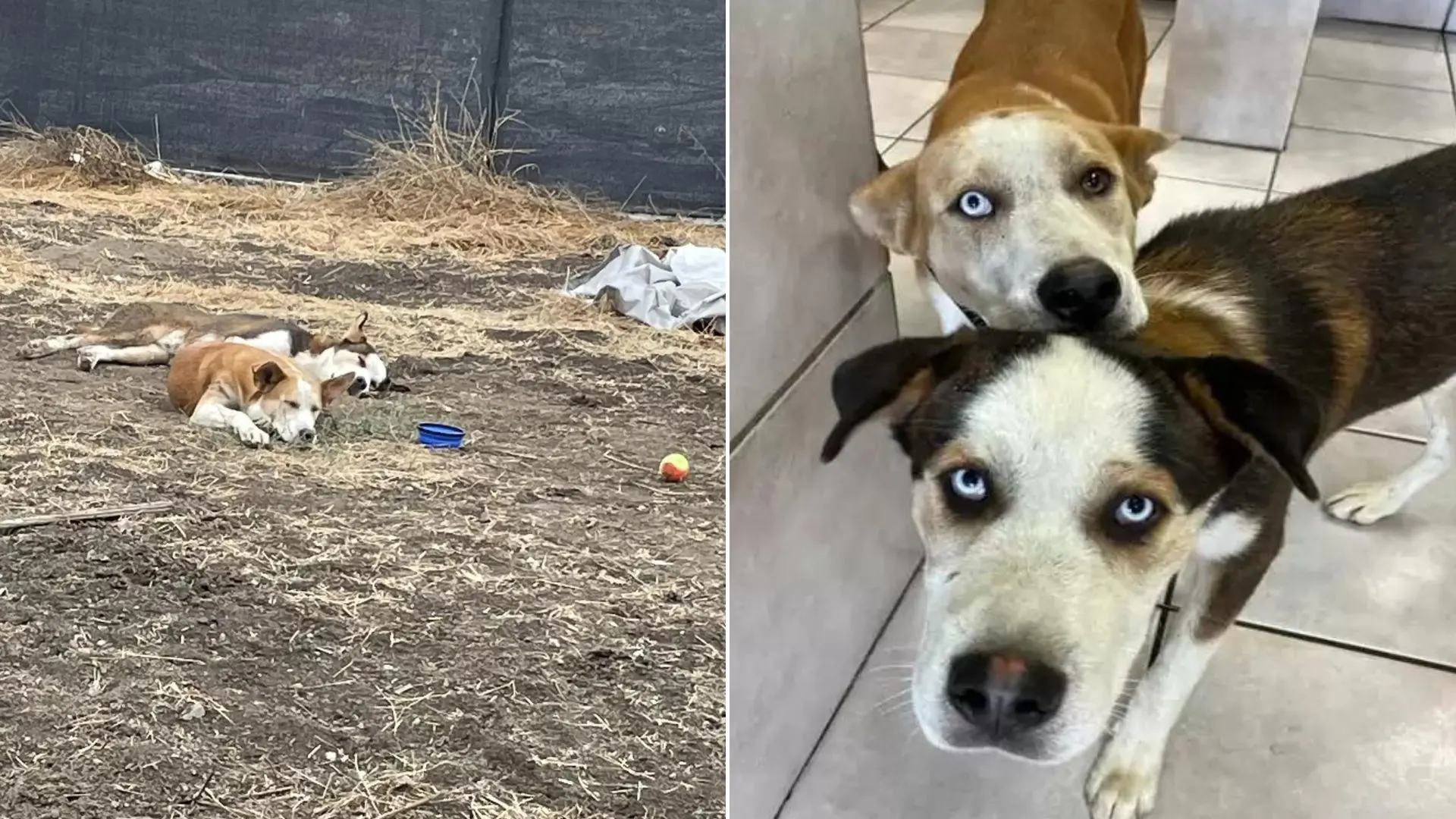 Hermanos perros abandonados se regocijan después de ser rescatados juntos