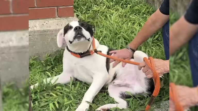 Abandoned Dog Tied To A Stop Sign