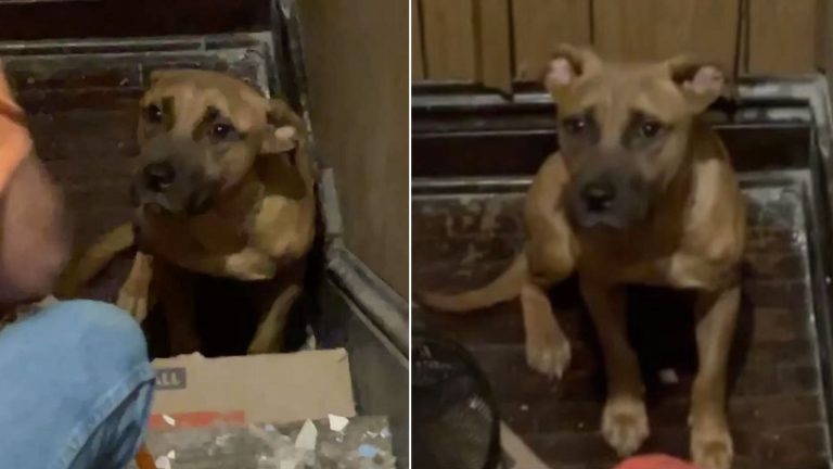 Abandoned Dog Waits In An Empty House