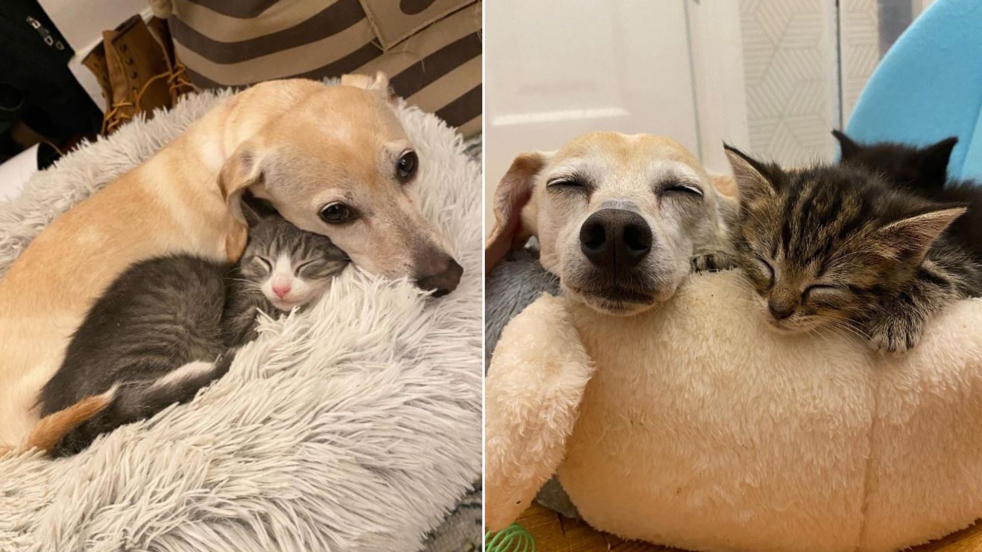 dog and cat laying
