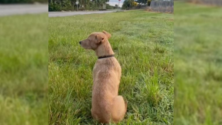 Abandoned Pup Stares Into The Distance