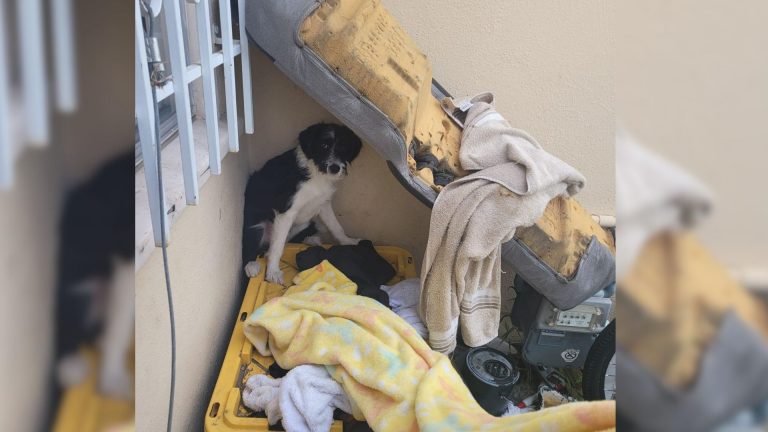photo of scared abandoned puppy