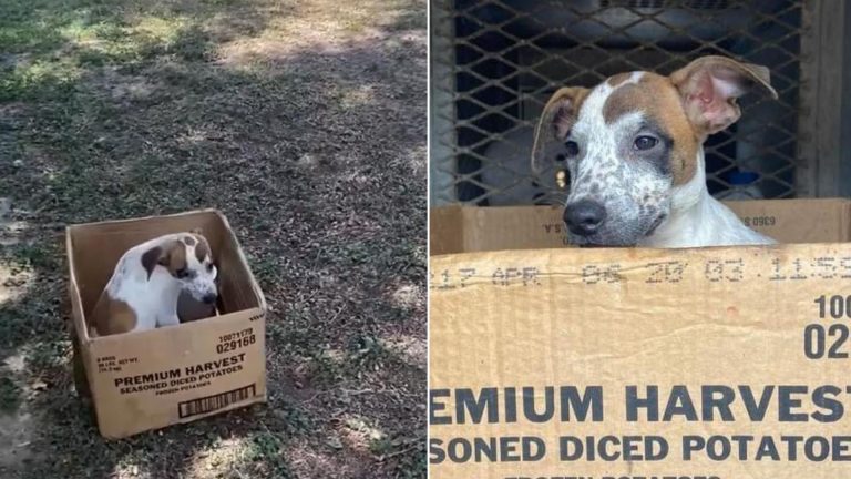 dog in cardboard box