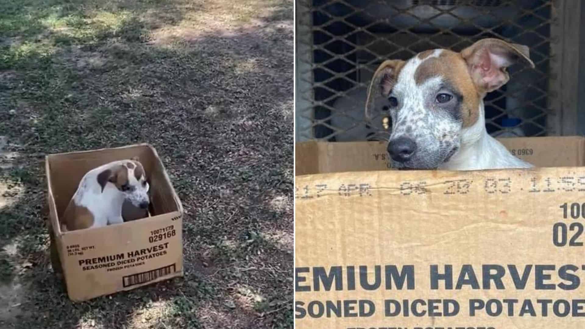 dog in cardboard box