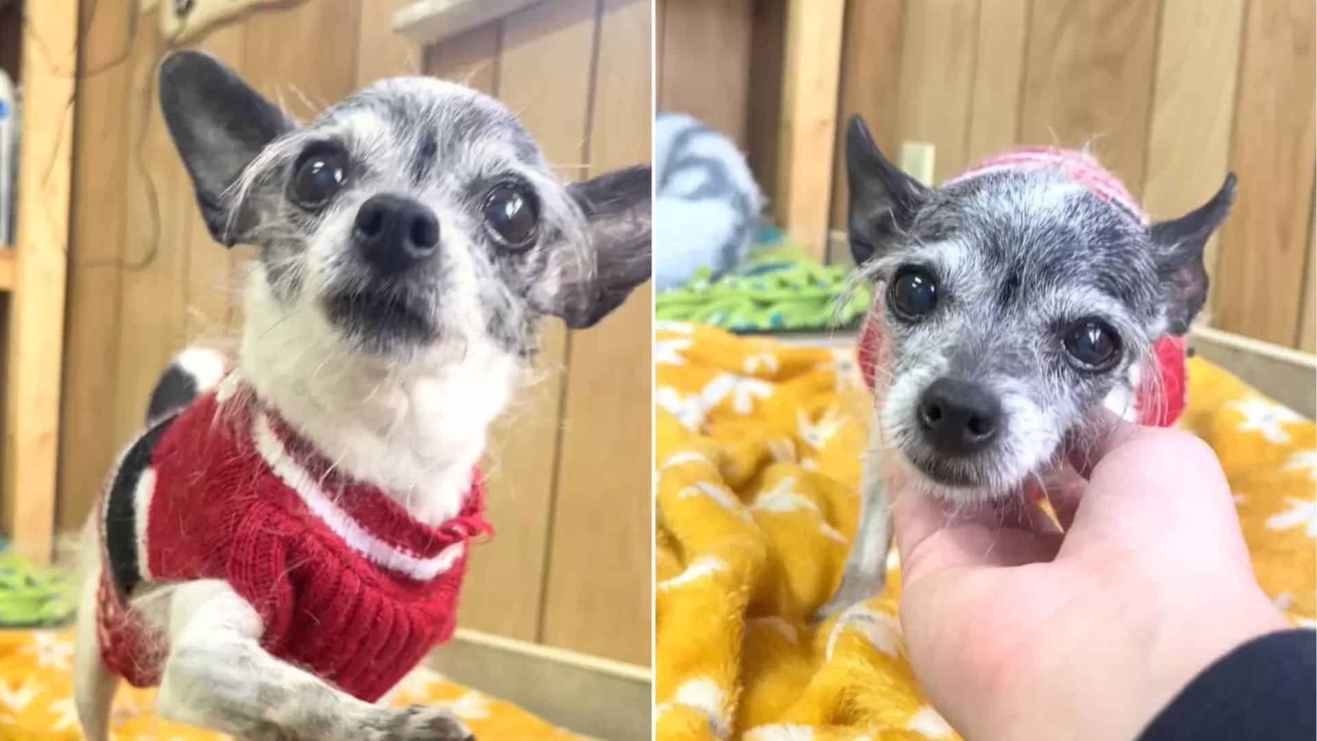 Chihuahua Ends Up At Shelter Because She Wanted To Share Bed With Her Hoomans