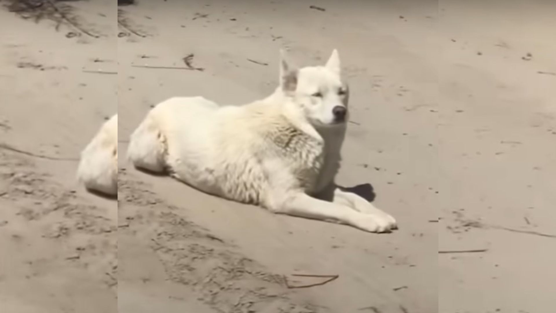 husky laying on the sand