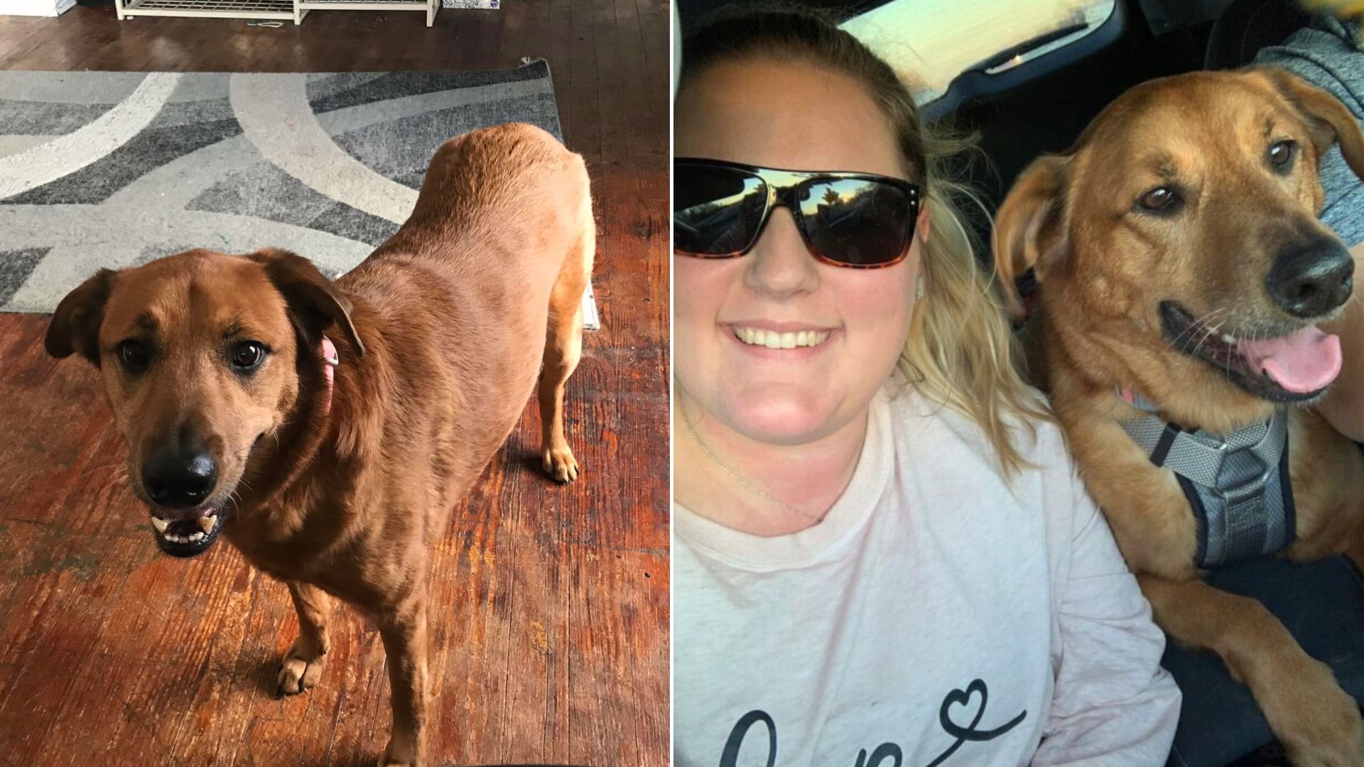 dog and owner reunited