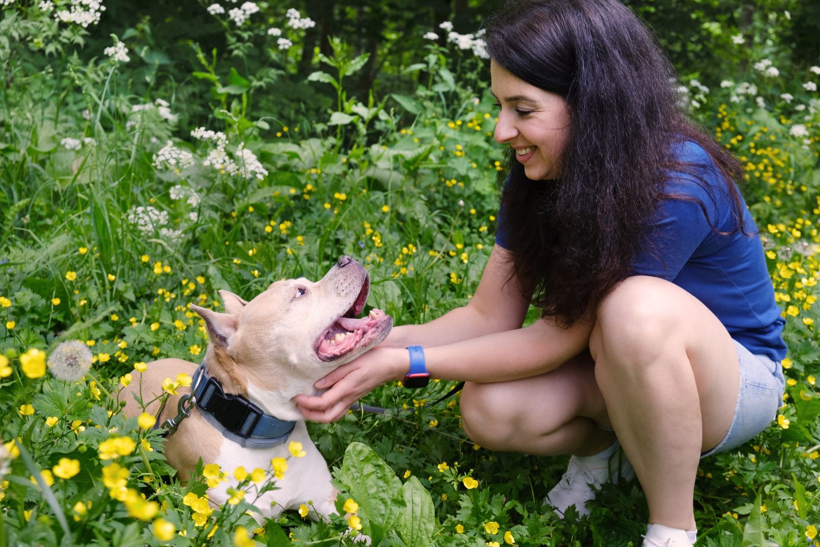 American Staffordshire terrier dog lies on the grass and is petted by a woman