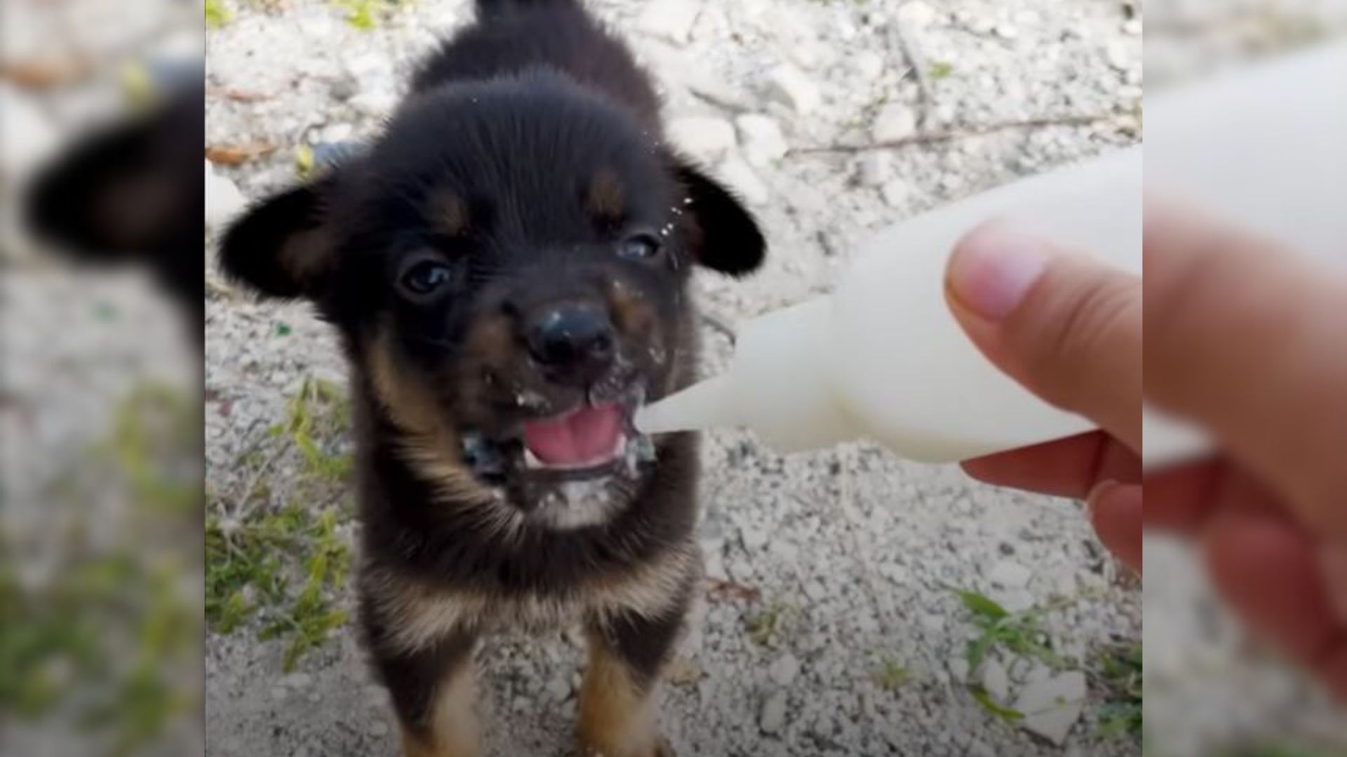 cute puppie drinking the milk