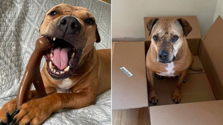 rescue dog playing with a toy and sitting in a box