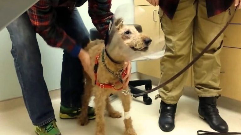 blind dog runns to parents