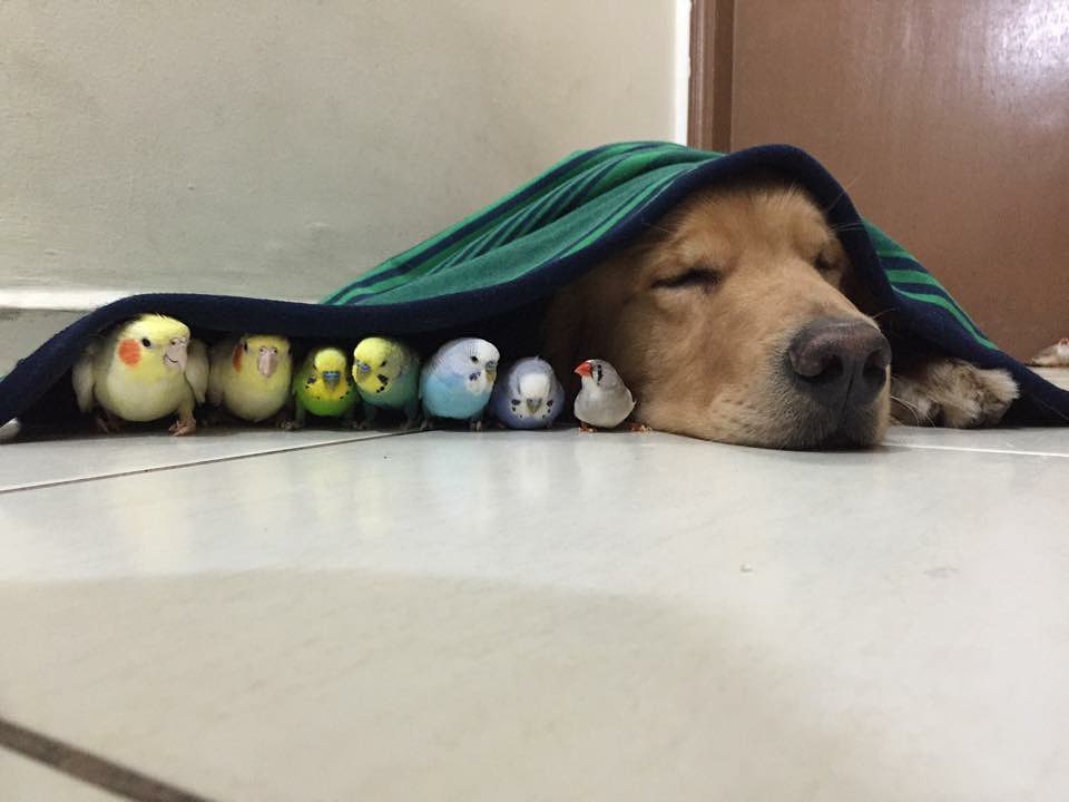 Bob and birds under a blanket