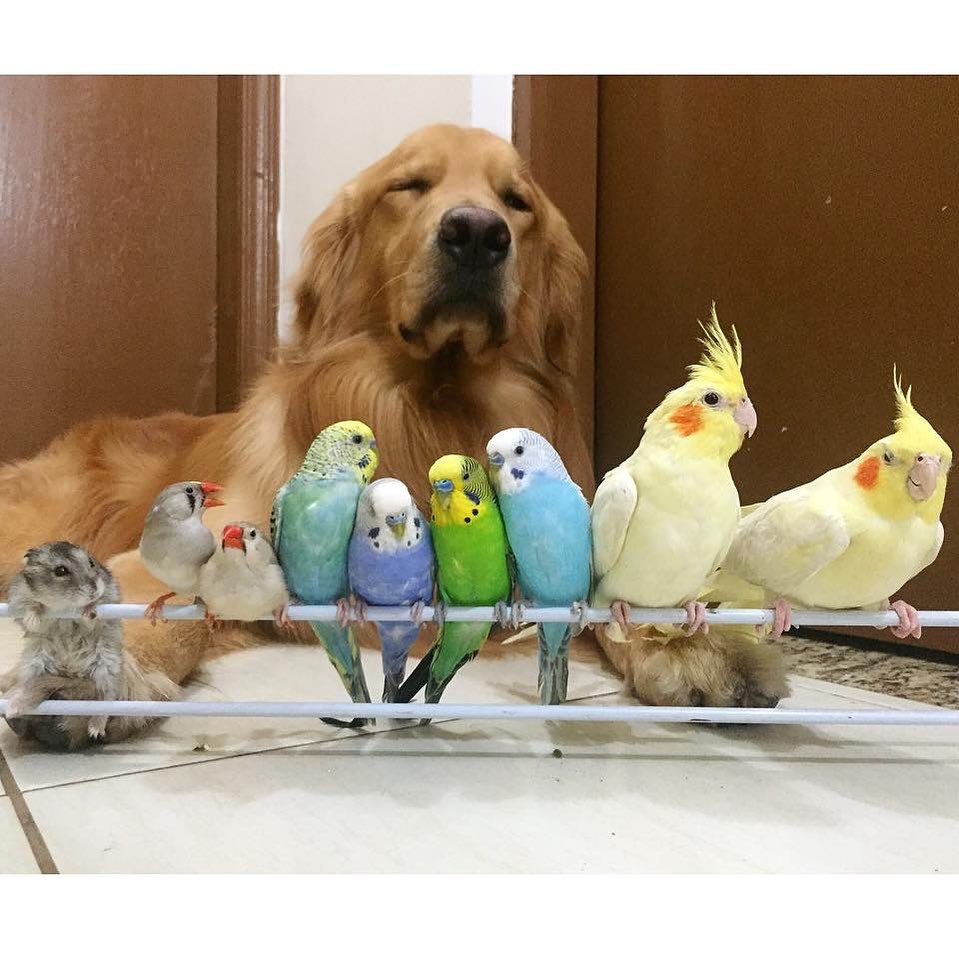 Bob lying down with birds in front of him