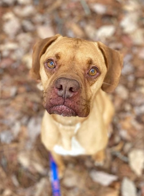 Boxer Mix is sitting and looking at the camera