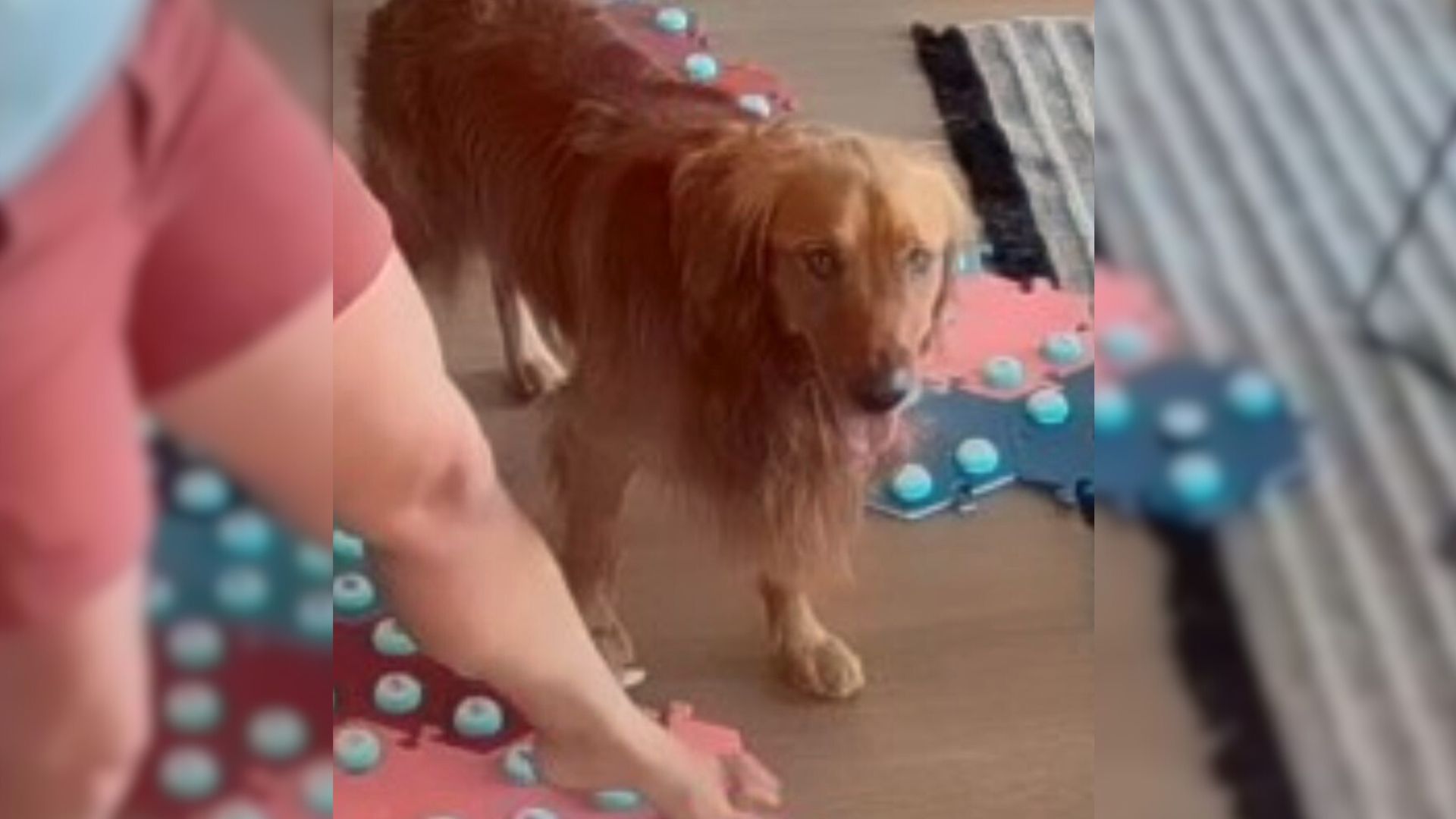 photo of the sick dog looking at the camera