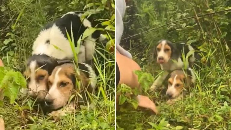 two cute dogs playing in the bushes