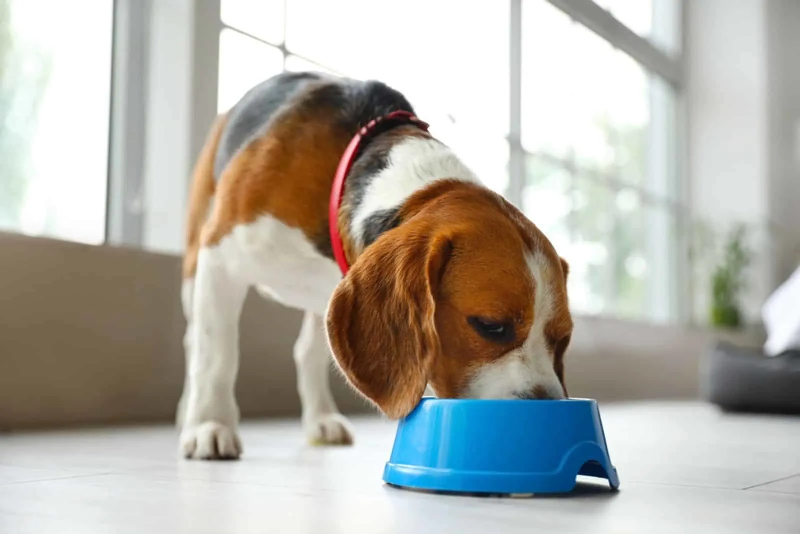 Cute Beagle dog eating food from blue bowl at home