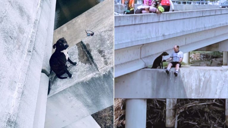 cyclist and stranded pitbull