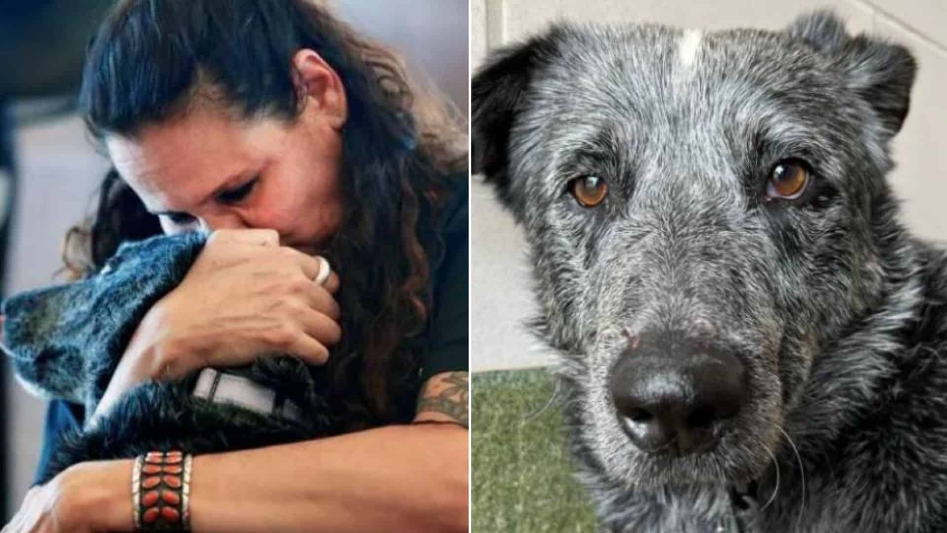 deaf dog
