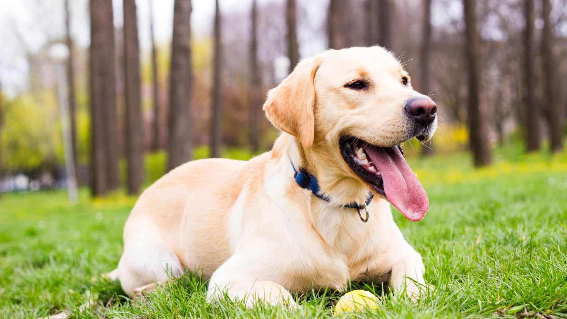 Dog sitting on grass