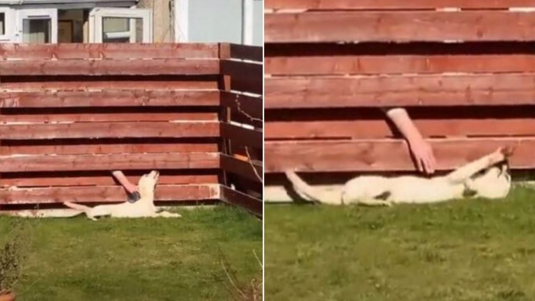 man petting the dog through the fence