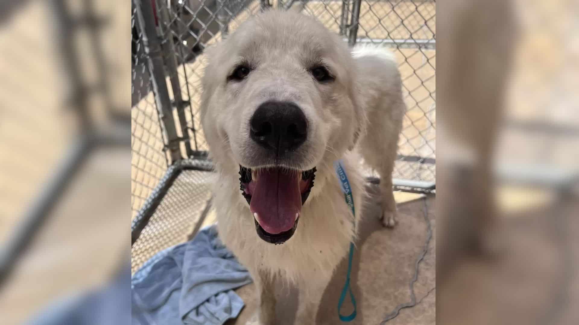 dog tied up to a fence