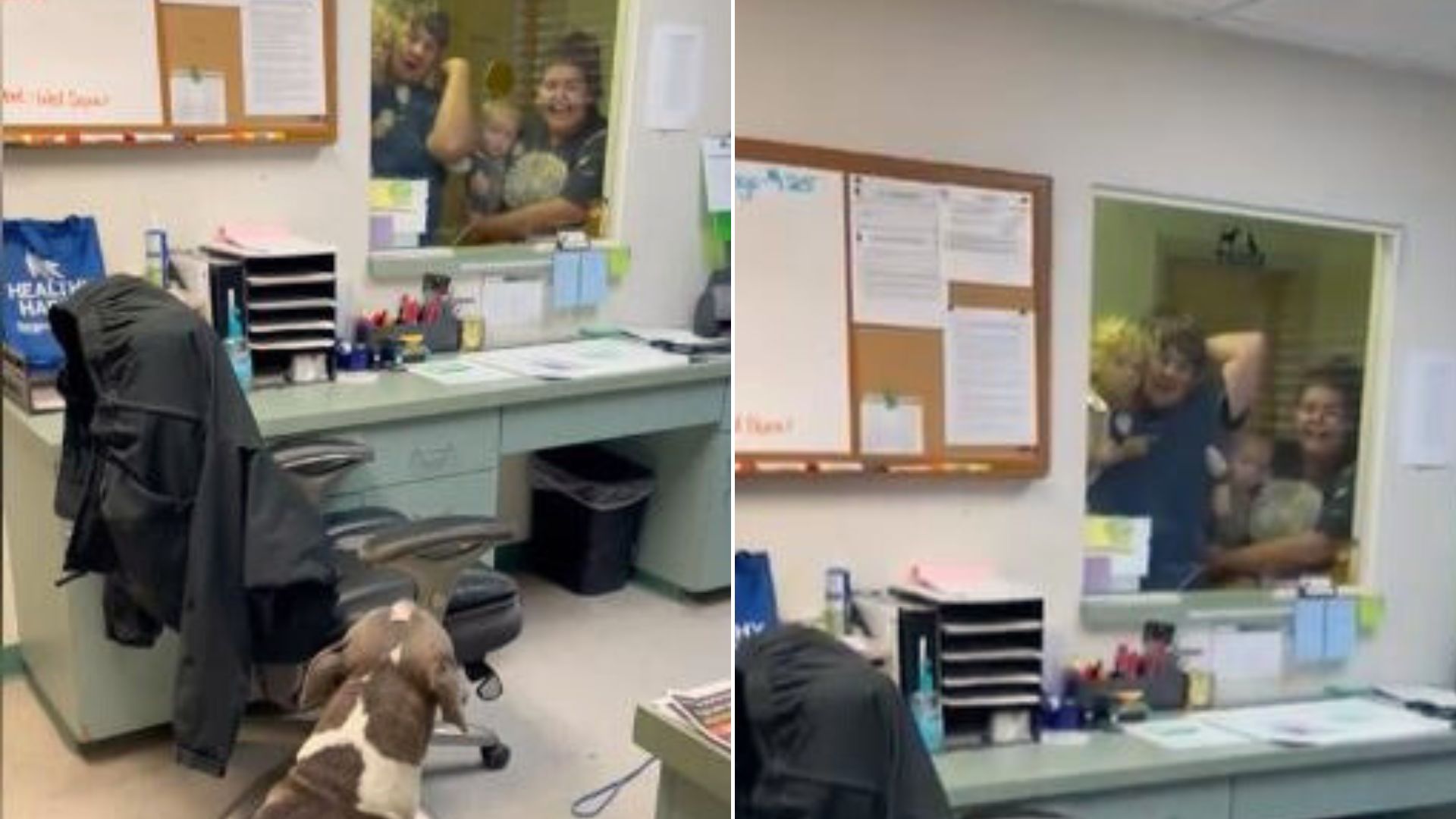 Dog Goes Missing For 10 Months And Returns to His Family