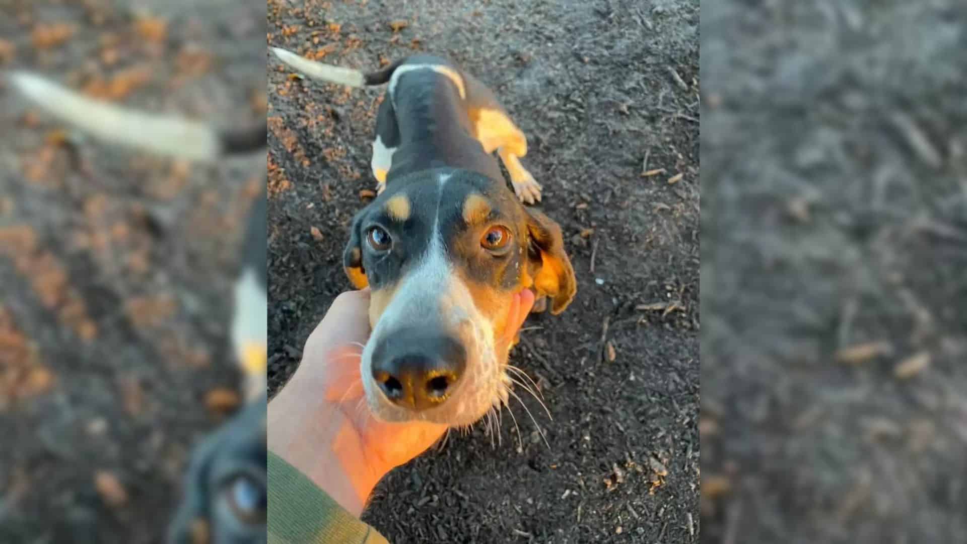 the dog helps to save the greyhound