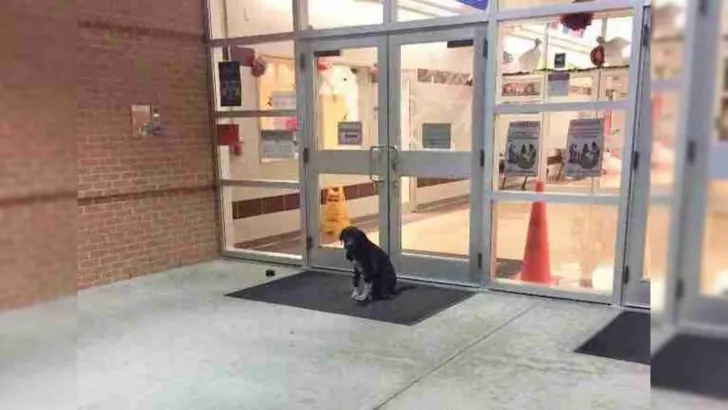 Dog Keeps Appearing At School Every Day, And A Teacher Decided To Help Him