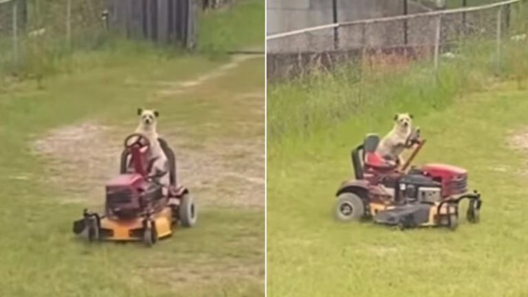 Dog mows the grass
