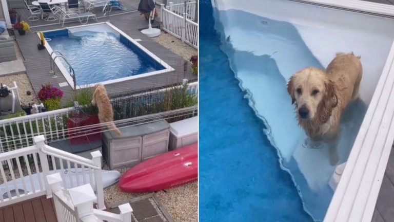 dog swimming in the pool