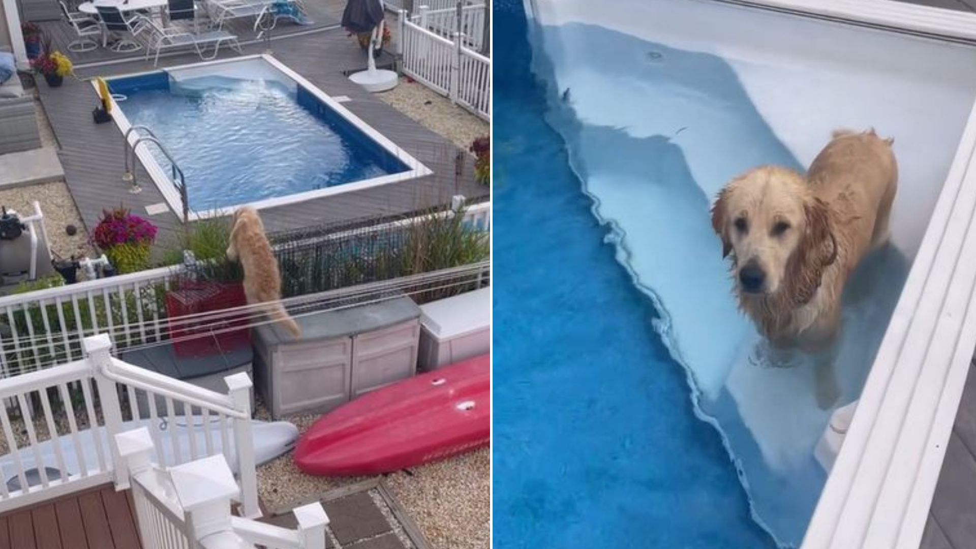 dog swimming in the pool