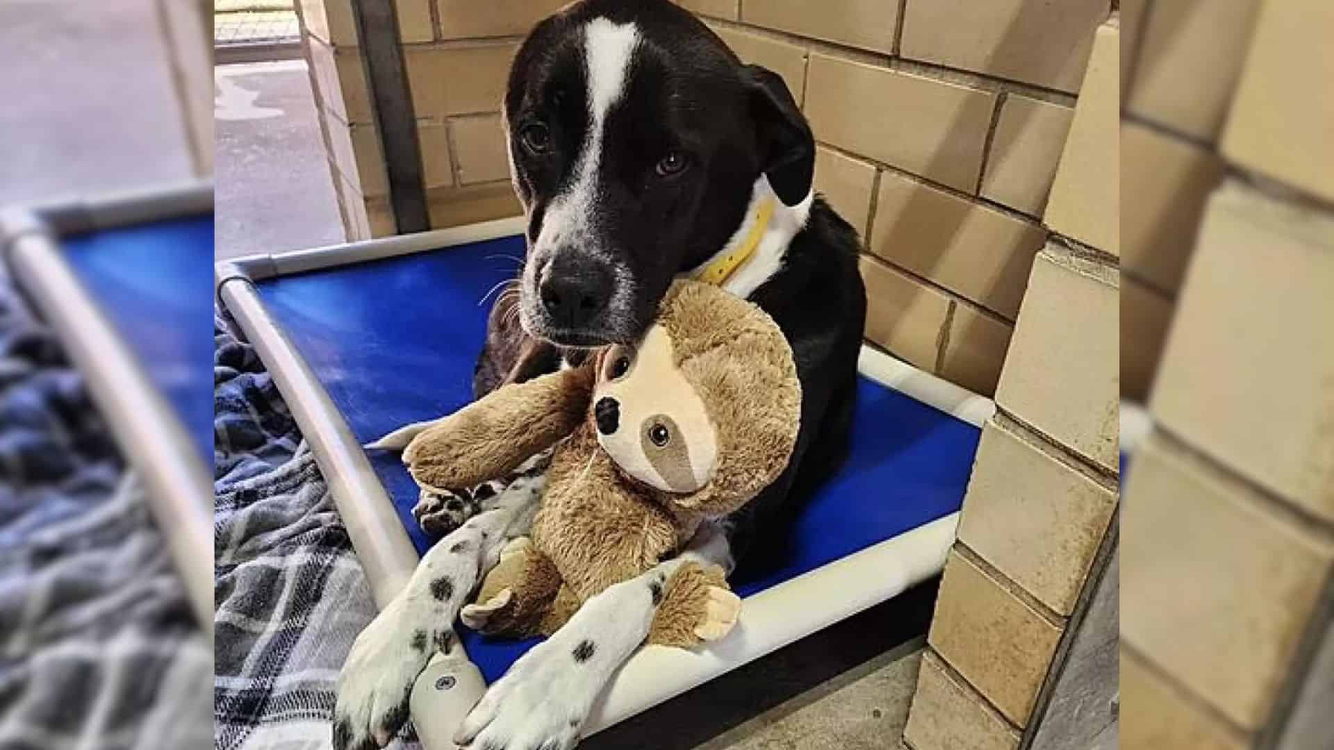 Dog with his toy