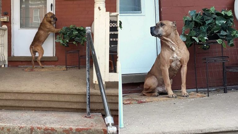 dog refuses to leave