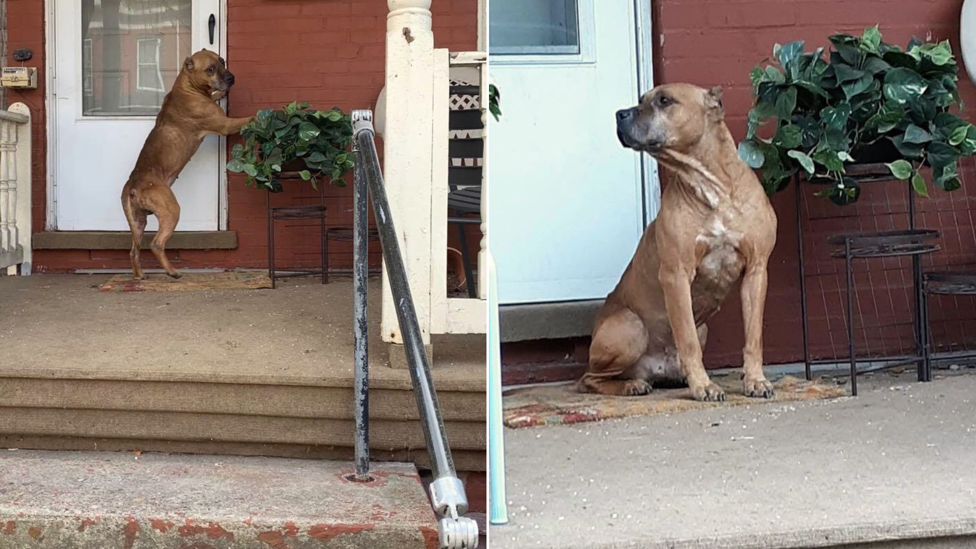 Pennsylvania Dog Doesn’t Want To Leave His Old House Even After His Owners Abandoned Him