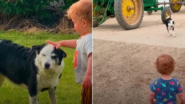 photo of a dog and a child
