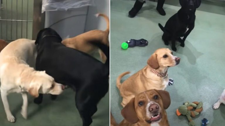 photo of reunited dogs
