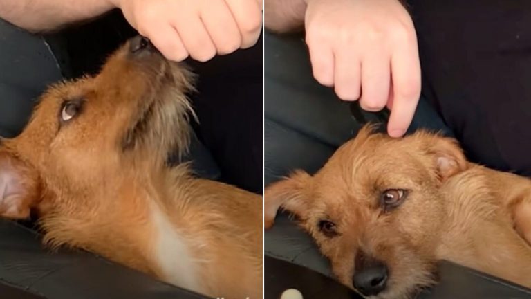 photo of a frightened dog
