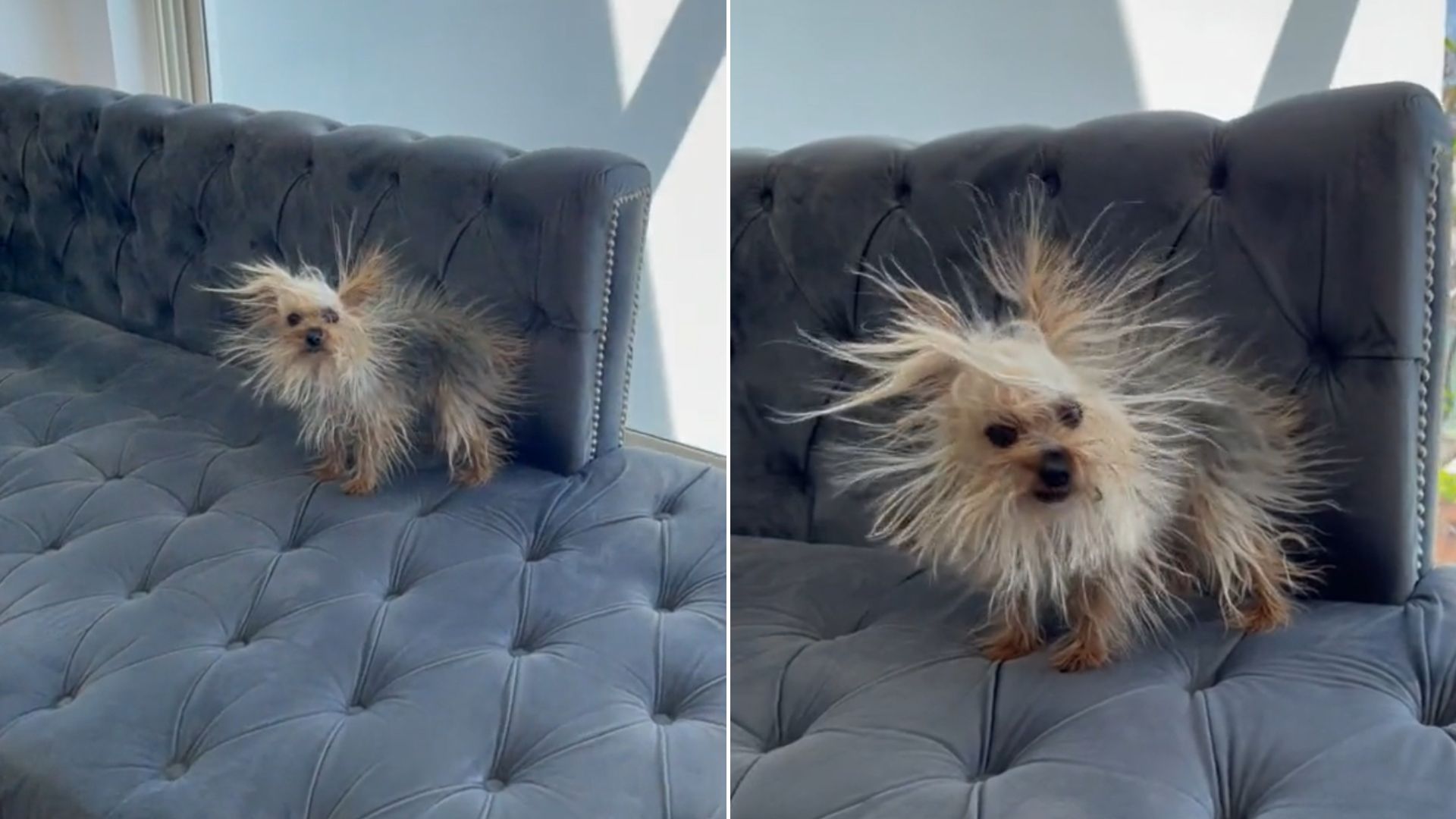 little dog on a sofa