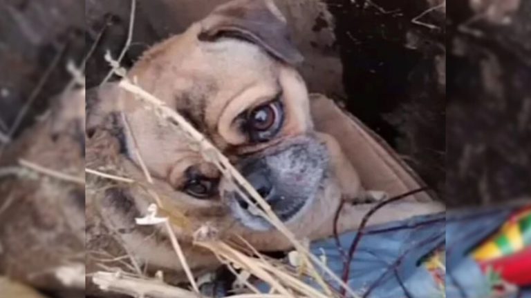 dog in trash